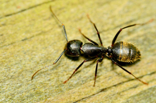 Carpenter Ants - Northwest Pest Control