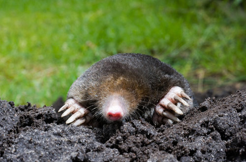 Moles and Voles - Northwest Pest Control