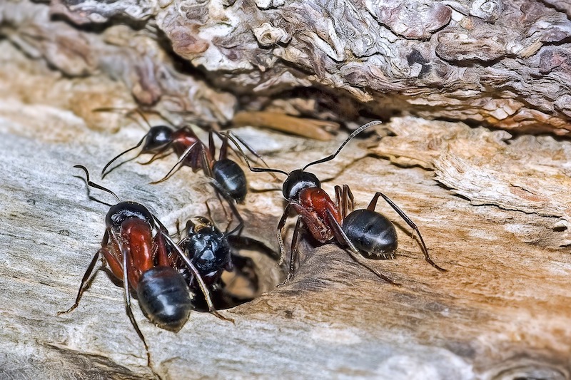 signs of an ant problem