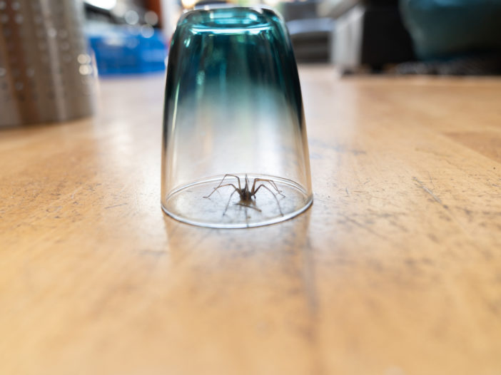 spider under glass