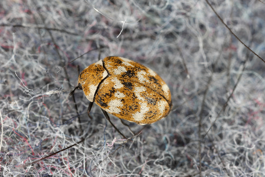 Buy Moth Shield Closet Blocks Carpet Beetles  Online