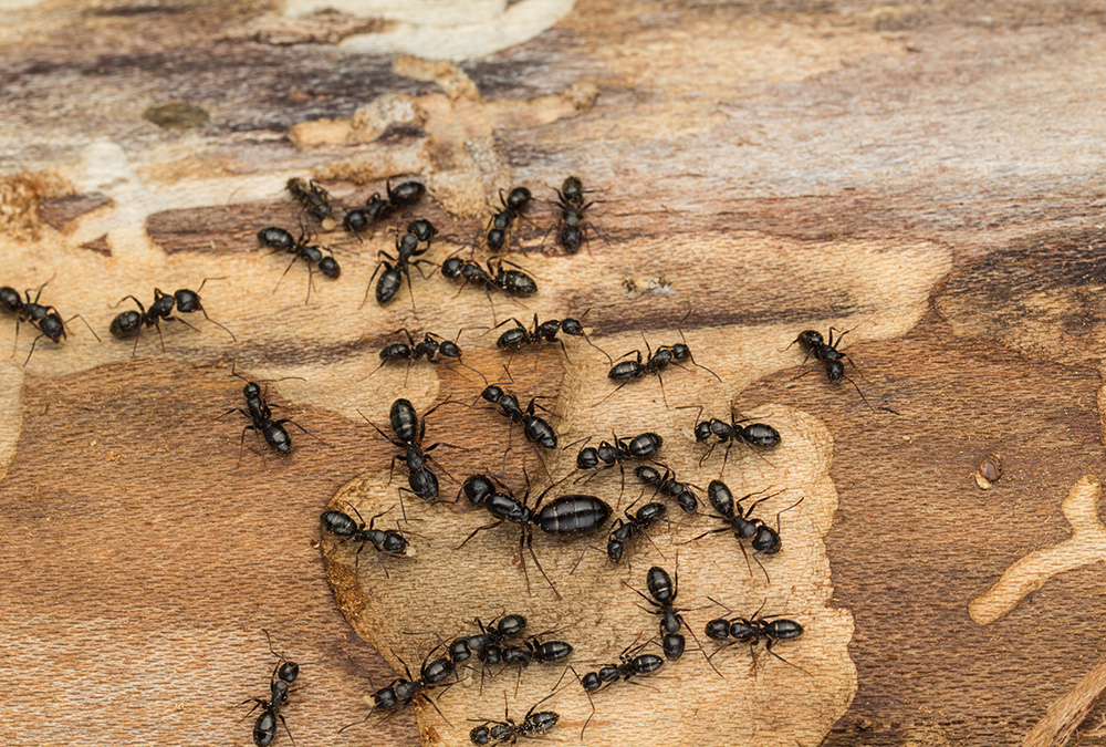 Don’t Let Ants Ruin Your Spring Northwest Pest