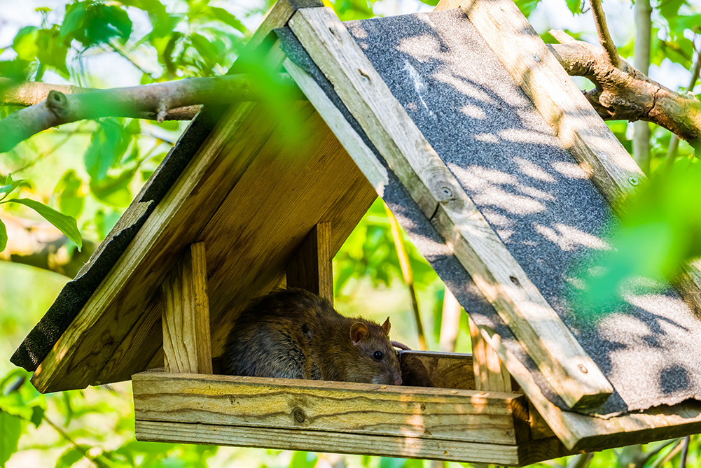 Keep Rats Away from Your Bird Feeder Northwest Pest