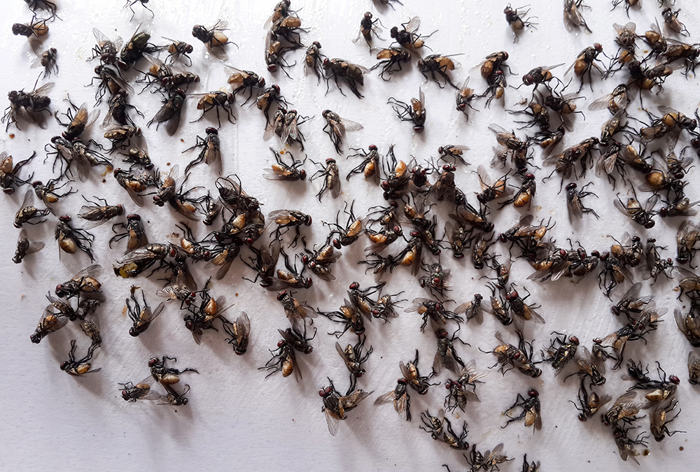 Clear Out the Cluster Flies Northwest Pest