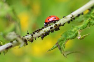 lovely ladybugs