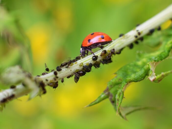 lovely ladybugs