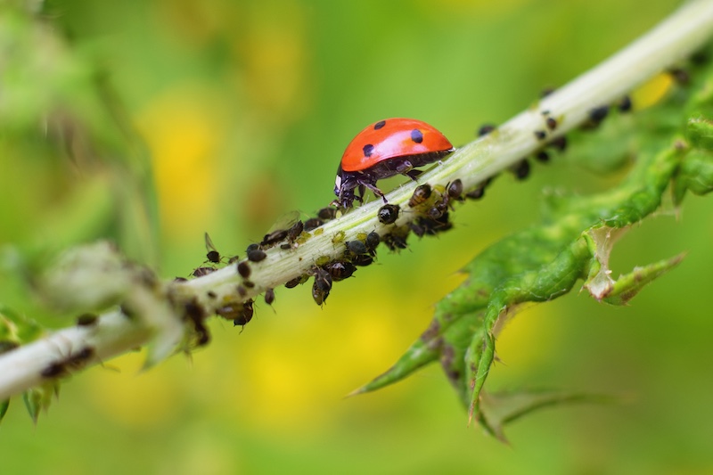 Lovely Ladybugs - Northwest Pest