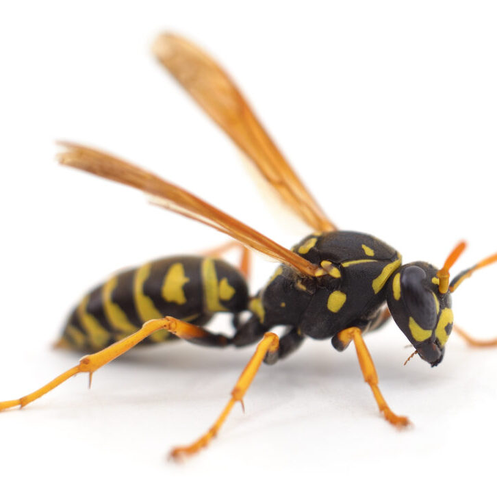 wasp