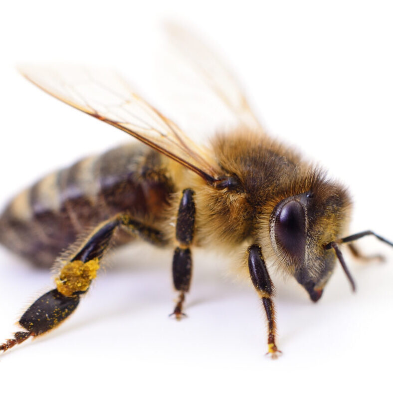 Authentic photography of a honey bee. This real camera capture shows a detailed insect with pollen on its legs isolated on white background, highlighting its natural wings, eyes, and fur.