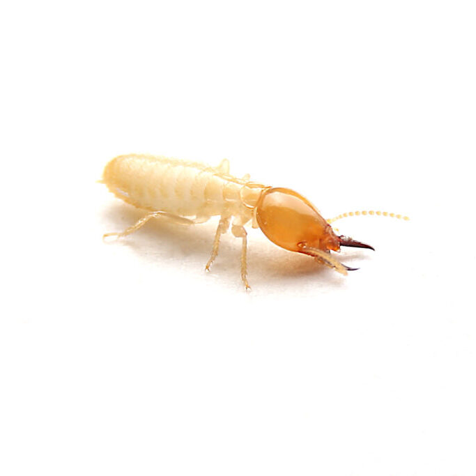 Close up of the Small termite on white background. Side view og the Termites isolate on white background.