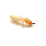 Close up of the Small termite on white background. Side view og the Termites isolate on white background.