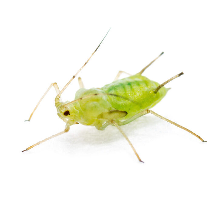 Green Fly or Aphid Parasite Pest Insect Isolated on White Background