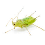 Green Fly or Aphid Parasite Pest Insect Isolated on White Background