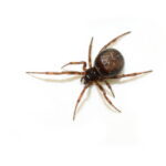 Rabbit Hutch Spider Steatoda bipunctata brown spider isolated on white background