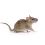 rat isolated on white background