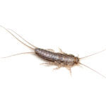 Four-lined Silverfish (Ctenolepisma lineata) on a white background