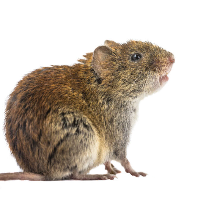 Sideview of wild Bank vole mouse (Myodes glareolus) sitting on hind legs and looking up on white background