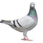 full body of speed racing pigeon bird isolate white background