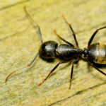 Carpenter Ant Northwest Pest Control